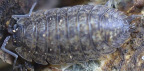 Porcellio montanus